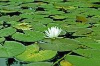 Lily Pad