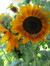 Birgit