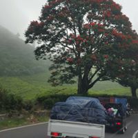 هادي اليامي