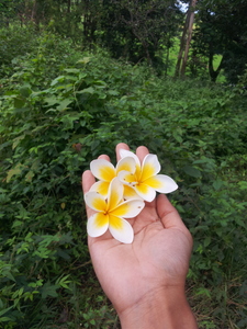 Singh Divya