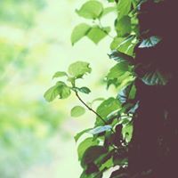 حسين الحيسي