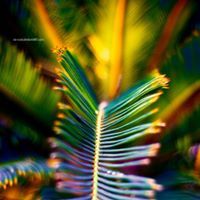 مصعب اسماعيل