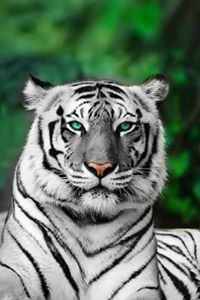 Fahad Ansari