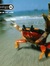 ambivalent_crab