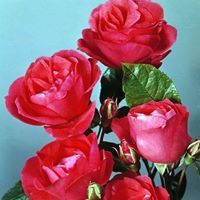 ابراهیم فروزان