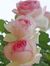 D Nashwa