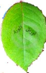 أوراق الورد