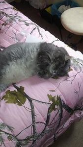 Christine D. Collier