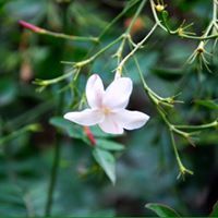 هزار شهاب عرابي