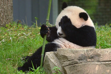 Facepalming panda