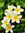 Tajriyan Chowdhury | 13 comments