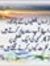Umar Khan