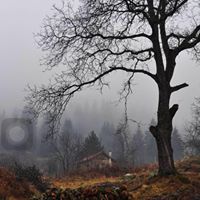 محمد السعيد