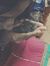 Arsha M...