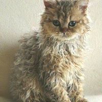 Burçin Aslan Scheuer