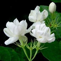 காண்டீபன் பார்த்தசாரதி