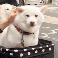 Phusittha Tammadilok