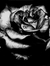 Swan Rose