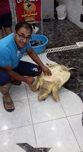 العميد الجيار