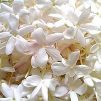 عبير الياسمين