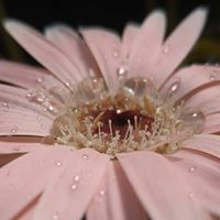 Dawn Hackman-Hatcher