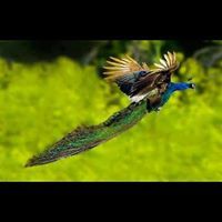 Ashwini G