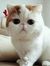 Thanh T...