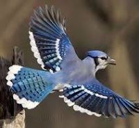 ماجد السياب