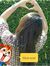 Rashi G...