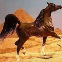 ابراهيم سيد