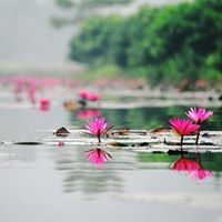 Pham Hong Minh