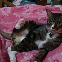 มัทธนา แซ่กิม