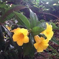 Charlene B. Sheridan