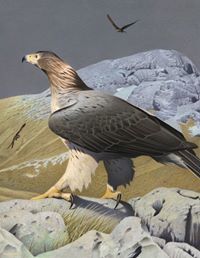 Haast'S Eagle