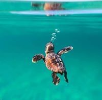 Rawda Mahmoud Youssuf