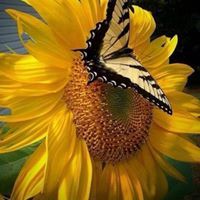 نور القرءان