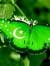 Misbah ...