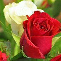 بالقدر راضية