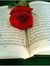 Amoula ...