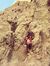 Mazen M...