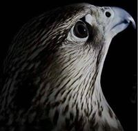 العنقاء العنود