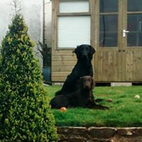 alison jane williams