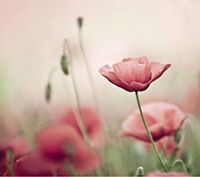 Ιωάννα Μυρτώ