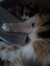 Josephine