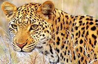 معاذ الحربي