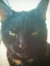 Mateusz