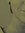 Elien