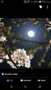 ميسا الشامي