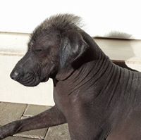 Елица Ликова