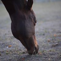 Debbie Sichlinger-Key